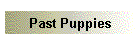 Past Puppies